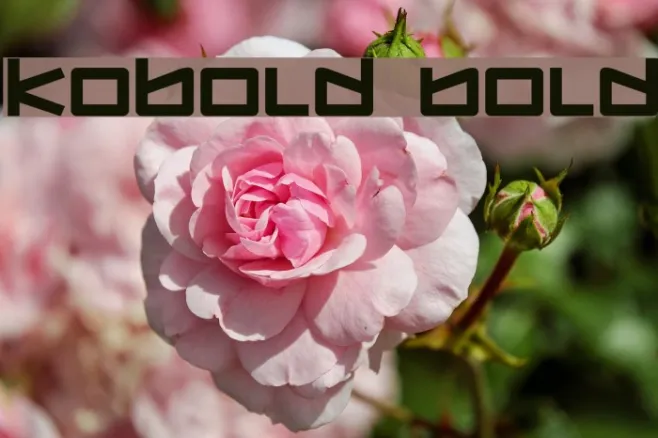 Kobold Bold Example 1