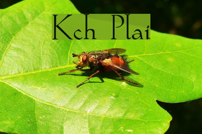 Koch Plain Font examples