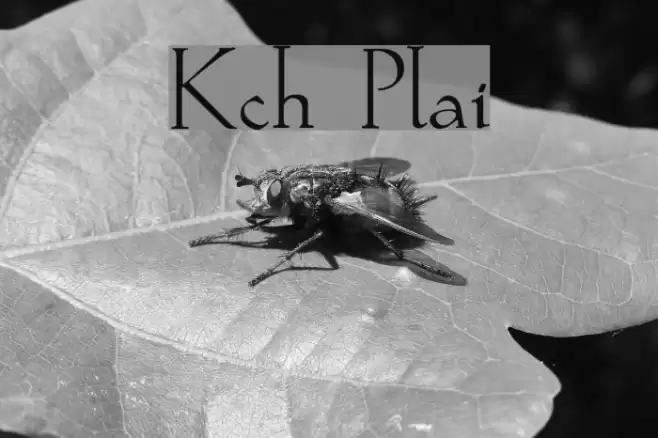 Koch Plain Font examples