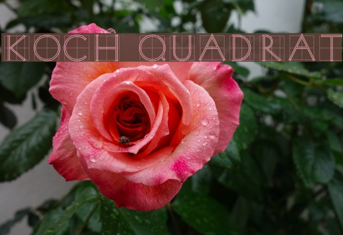 Koch Quadrat Font examples