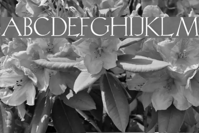 KochRead Font examples