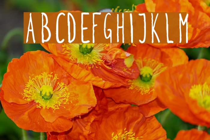 Kohicle25 Font examples