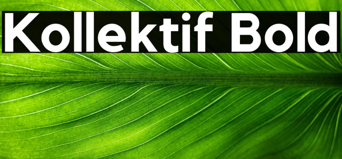 Kollektif Bold Example 1