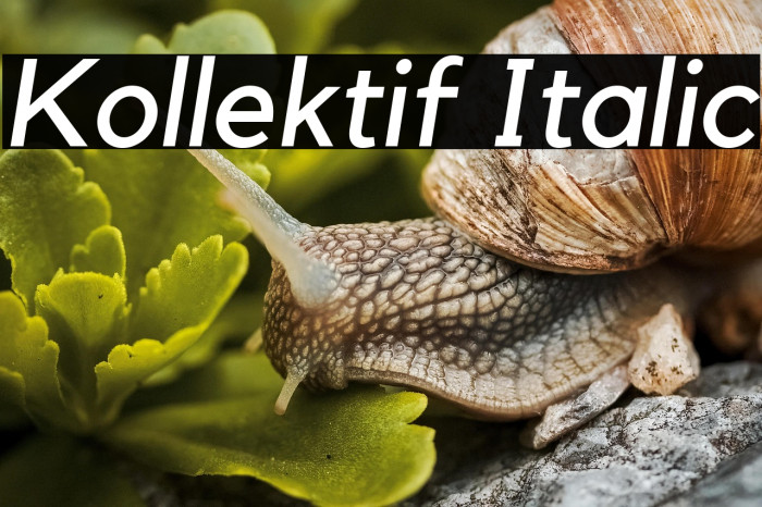 Kollektif Italic Example 3