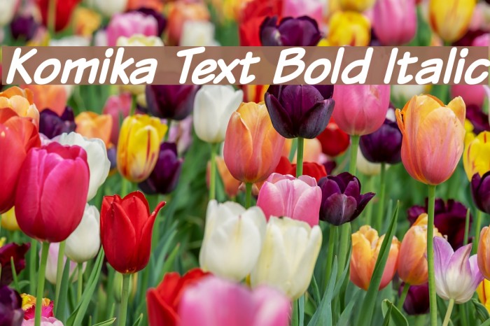 Komika Text Bold Italic Font examples