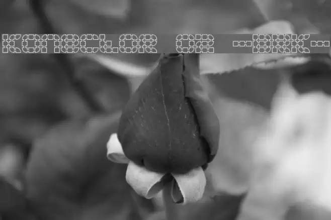 Konector O2 -BRK- Font examples