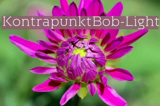 KontrapunktBob-Light Example 1