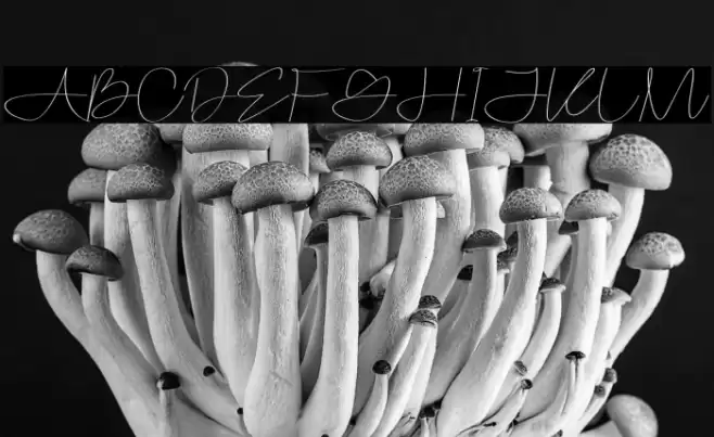 Konzerban Fuentes examples