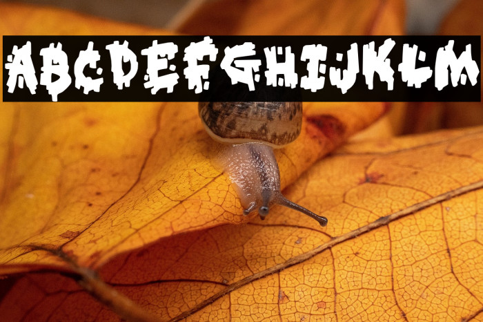 Kookaburra Example 3