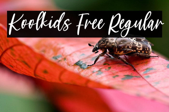 Koolkids Free Regular Example 3