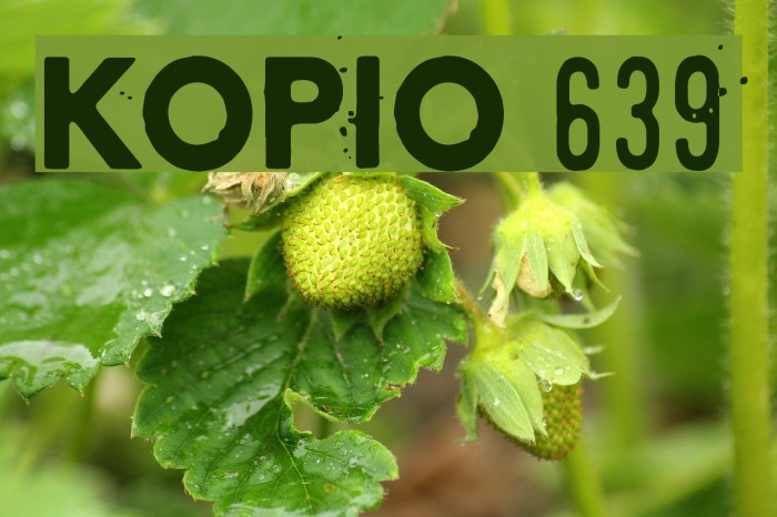 Kopio 639 Example 3