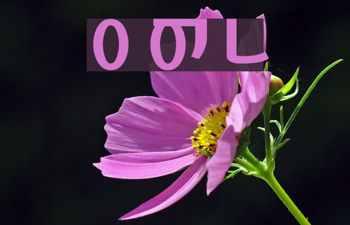KoreanSansSSK Bold Font examples