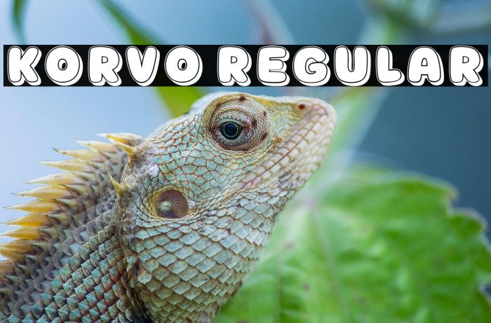 Korvo Regular Example 2