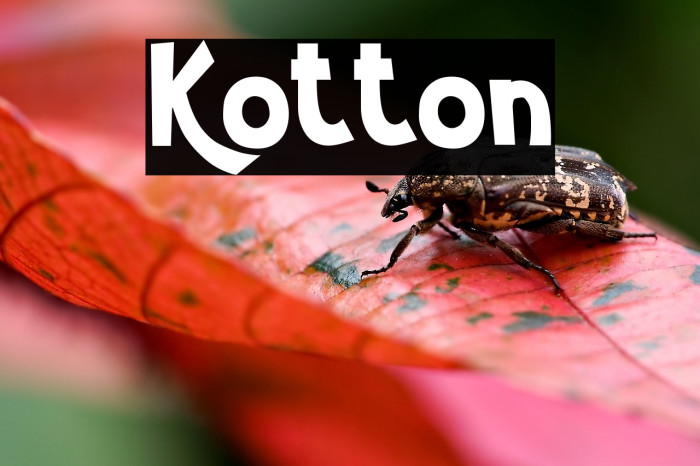 Kotton Example 3