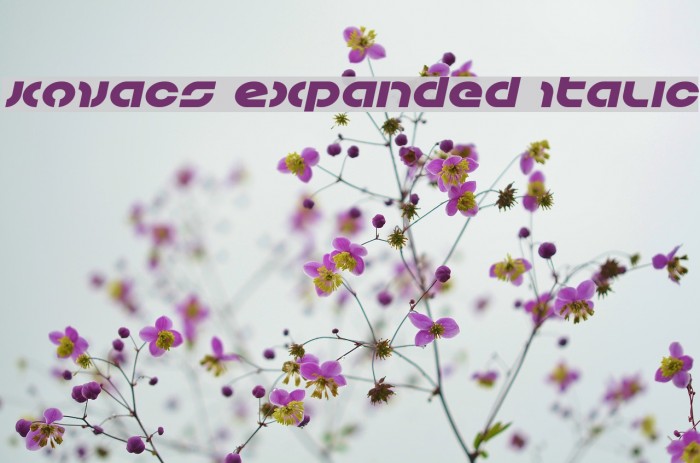 Kovacs Expanded Italic Font examples