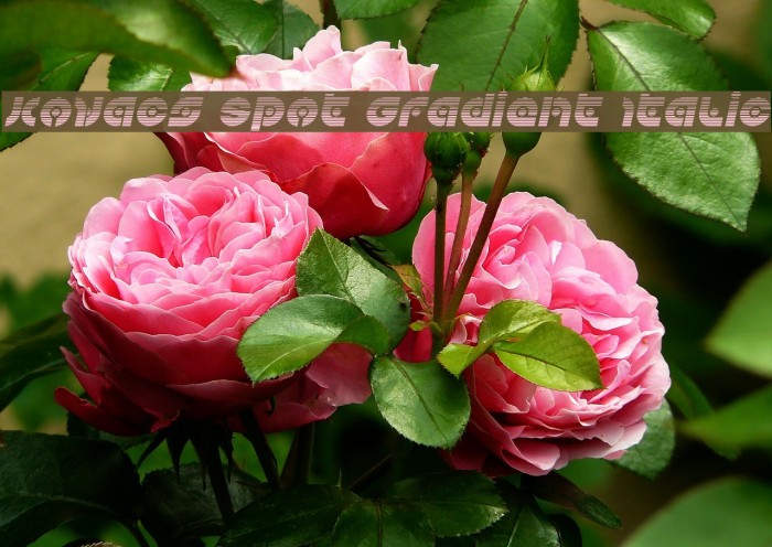 Kovacs Spot Gradient Italic Example 1