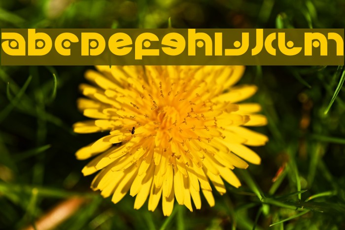 Kovacs Spot Font examples