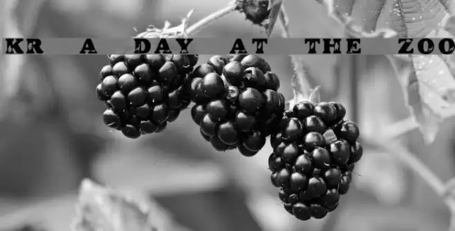 KR A Day At The Zoo Font examples