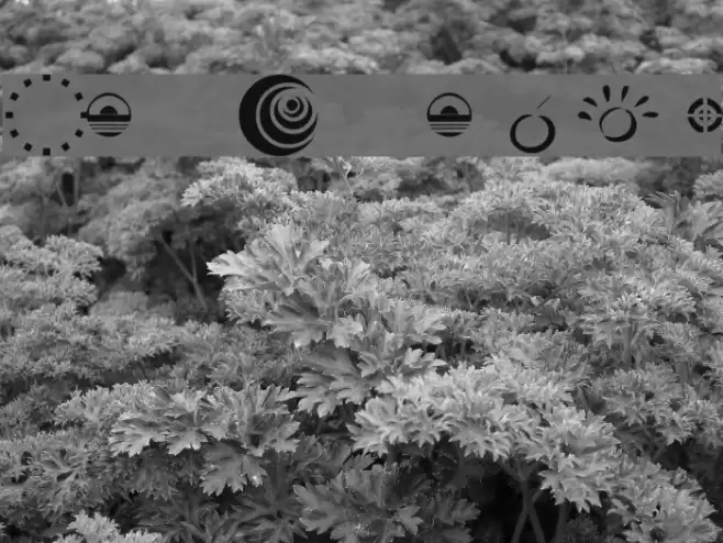 KR A Round Font examples