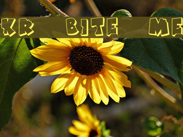 KR Bite Me Font examples