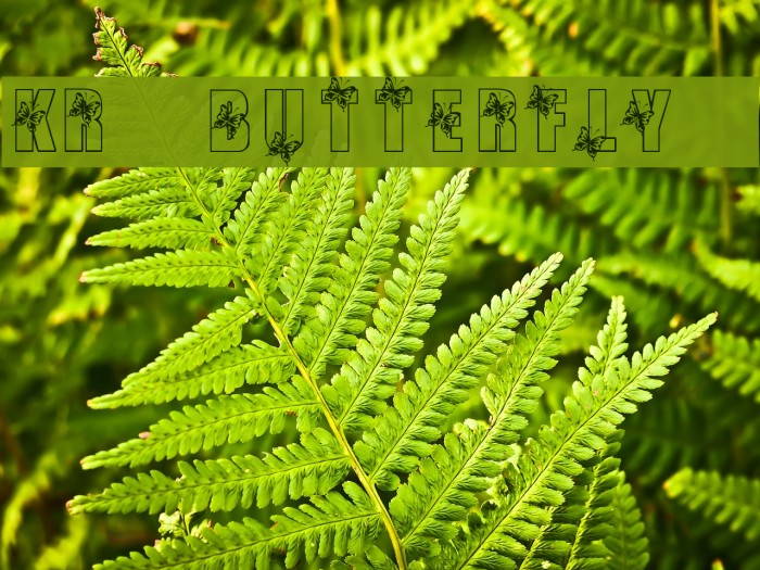 KR Butterfly 3 Font examples