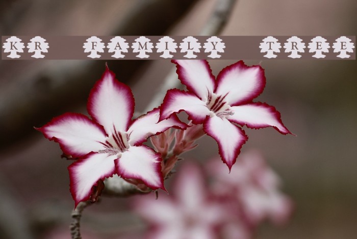 KR Family Tree Font examples