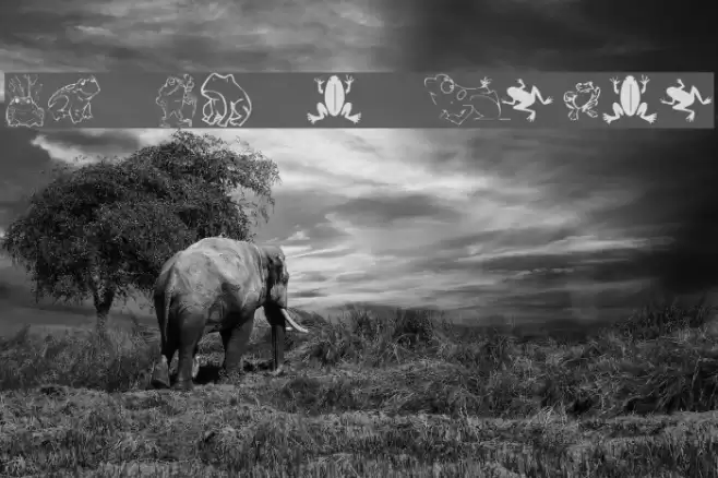 KR Frogs for Jennifer Font examples