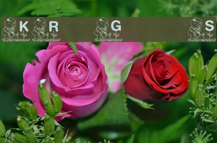 KR Garden for Sue Polices examples