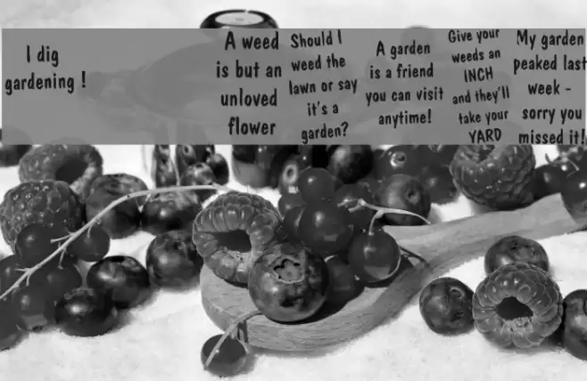 KR Gardenz Font examples