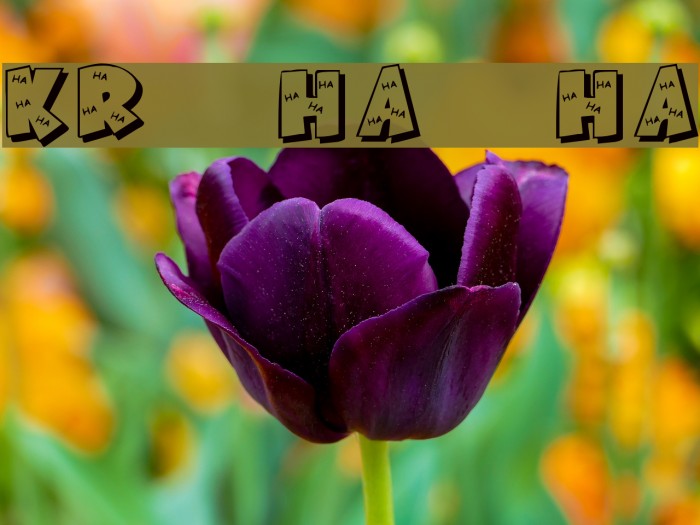 KR Ha Ha Font examples