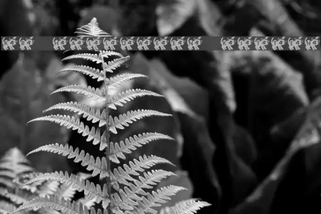 KR Halloween Kitten Font examples