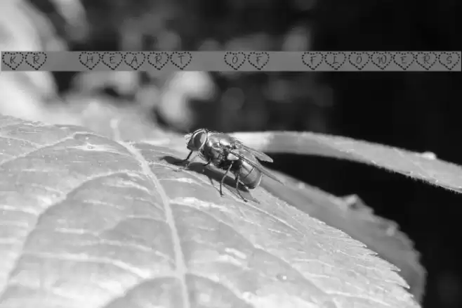 KR Heart of Flowers Font examples