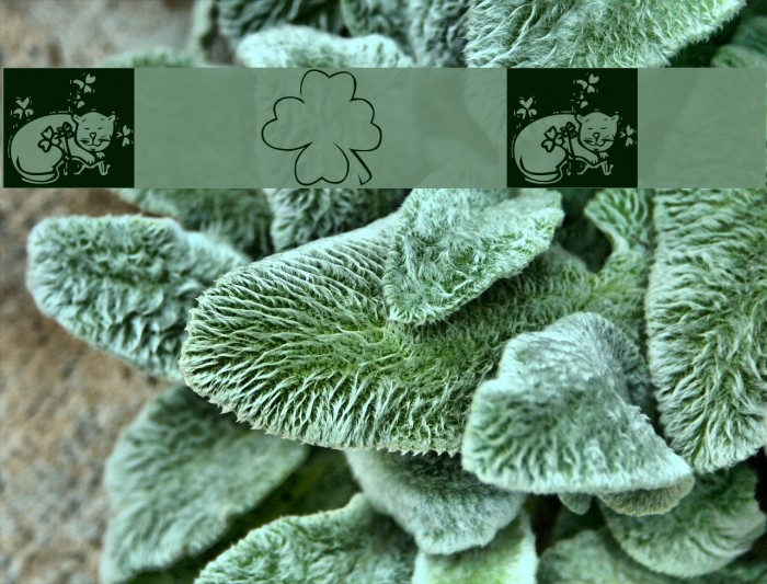 KR Irish Kat 3 Example 2