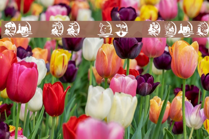 KR On The Farm Font examples
