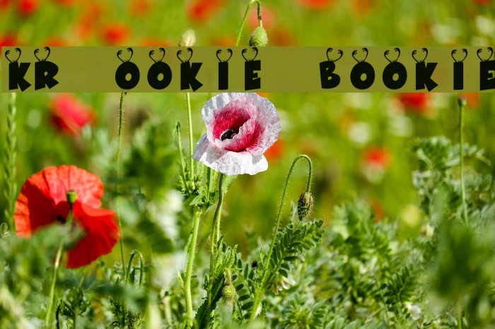 KR Ookie Bookie Font examples