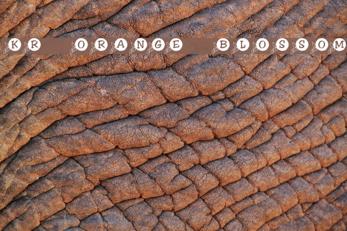 KR Orange Blossom Font examples