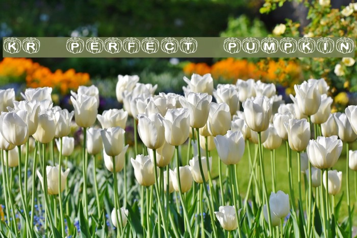 KR Perfect Pumpkin Шрифта examples