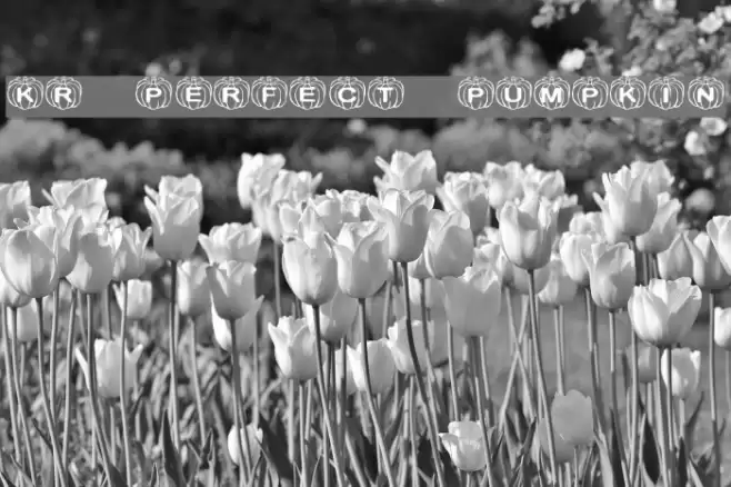 KR Perfect Pumpkin Font examples