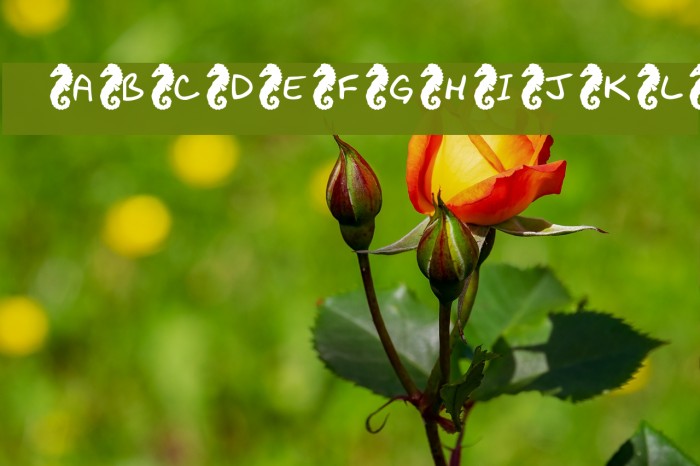 KR Seahorse Example 3