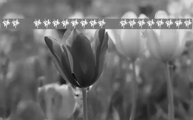 KR Squished Mosquito Font examples