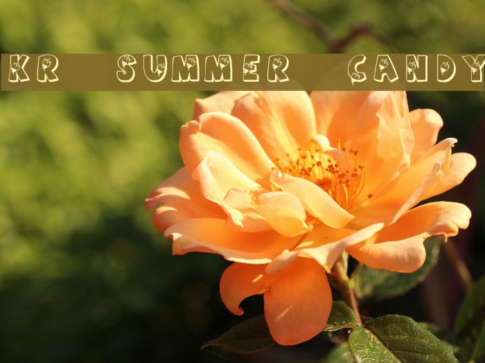 KR Summer Candy フォント examples
