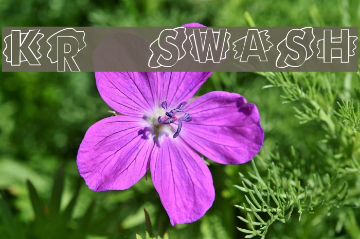 KR Swash Font examples