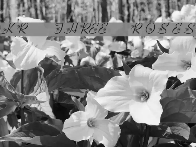 KR Three Roses Font examples