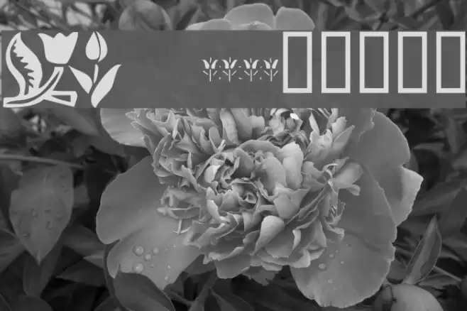 KR Tulips Font examples