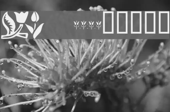 KR Tulips Font examples