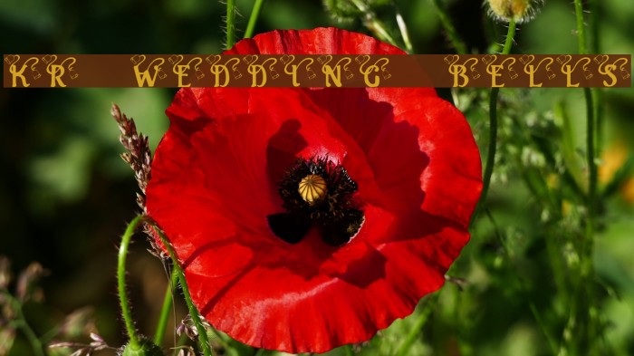 KR Wedding Bells Font examples
