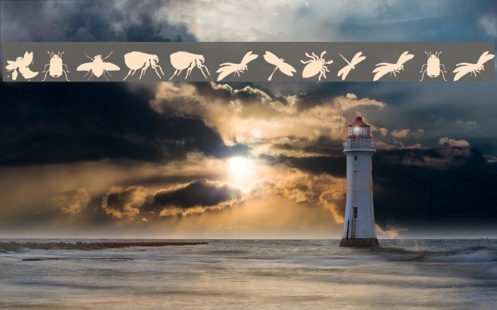 Krabbeltiere Example 1