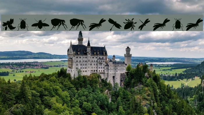 Krabbeltiere Example 2