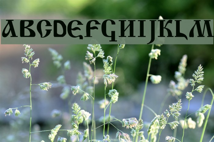 Krasni Fellows Font examples