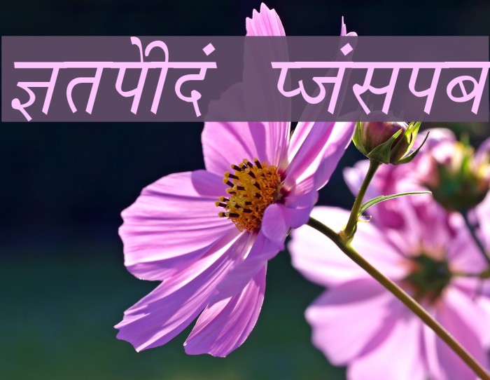Krishna Italic Font examples